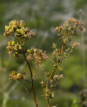 oregano oil