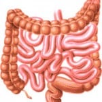 intestines