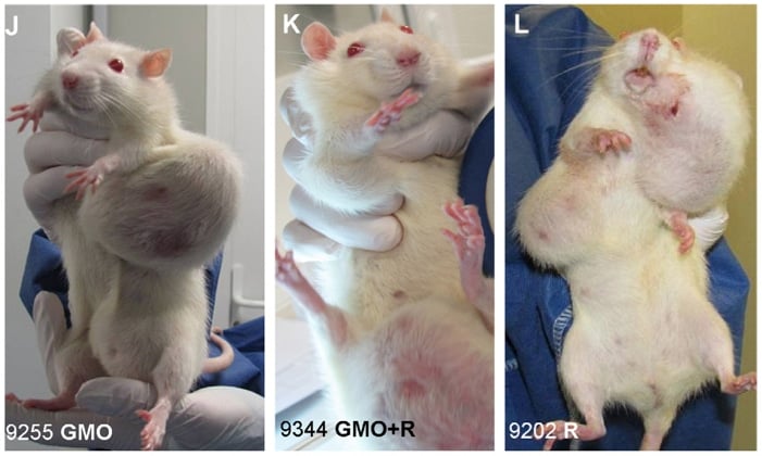 rats-gmo-tumors