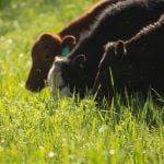 an image of cows grazing on grass in an open field