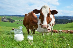 cows-milkDT