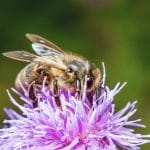 Bee in wild flower