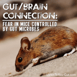 Gut/Brain Connection: Fear in Mice Controlled by Gut Microbes