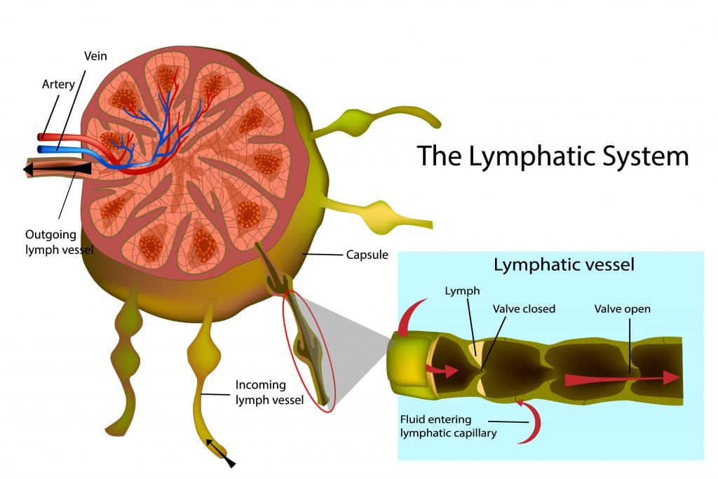 Lymphatic Drainage