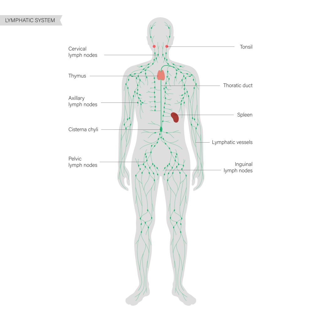 lymphatic drainage of liver