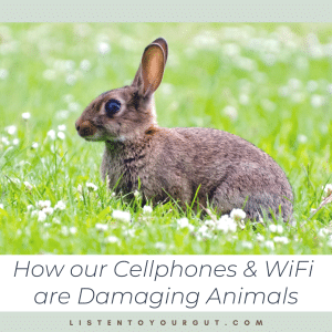 How our Cellphones & WiFi are Damaging Animals