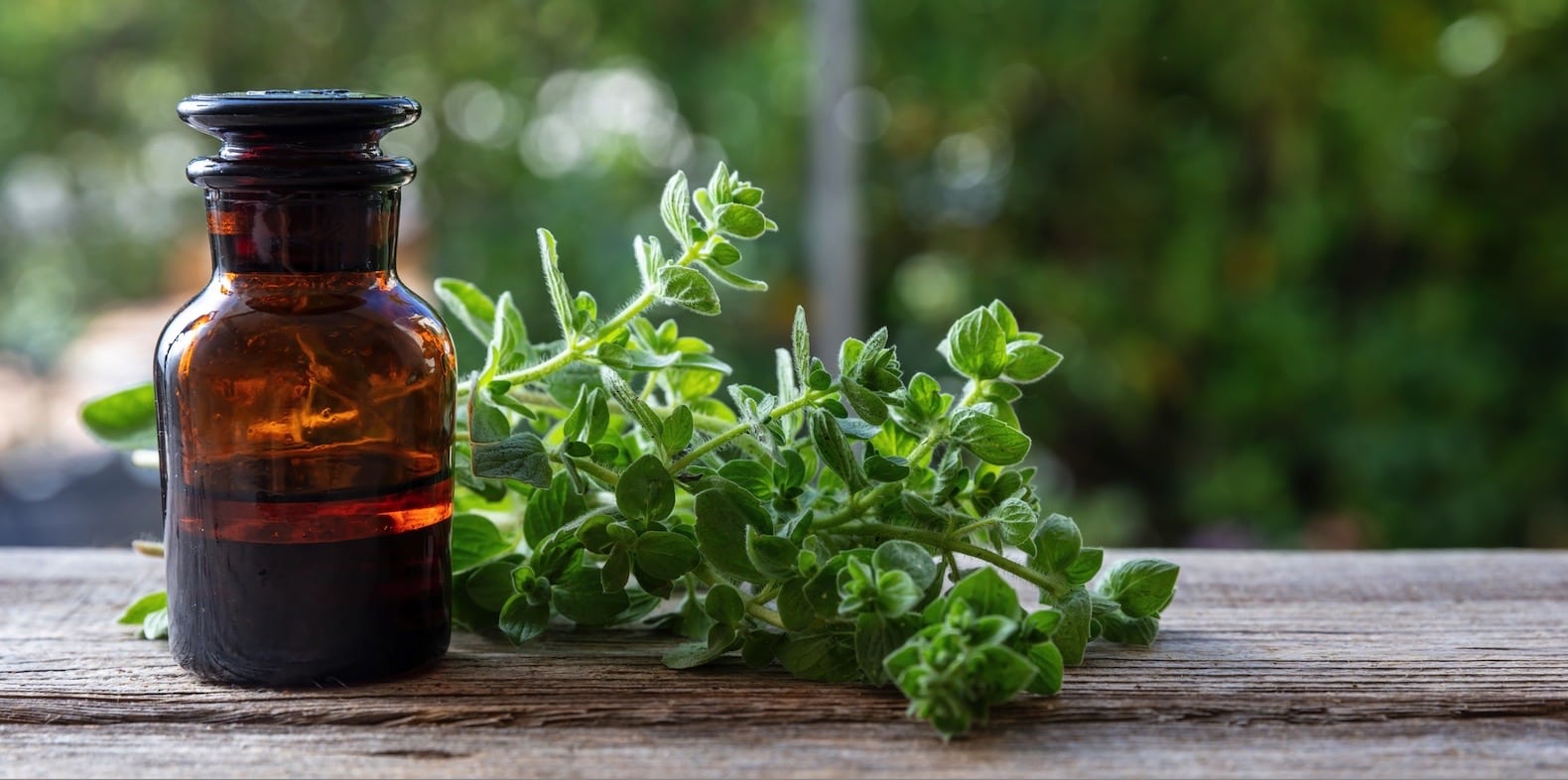 Wild Oil of Oregano: Benefits, Uses, Dosage | Listen To Your Gut